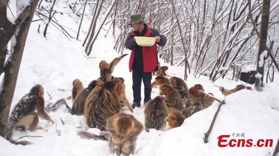 Des singes au nez retroussé d'or s'éclatent dans la neige