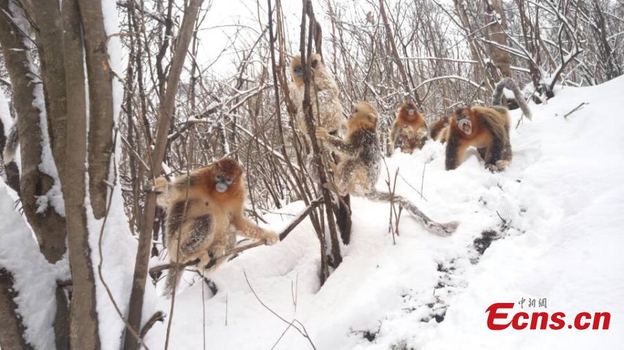 Des singes au nez retroussé d'or s'éclatent dans la neige