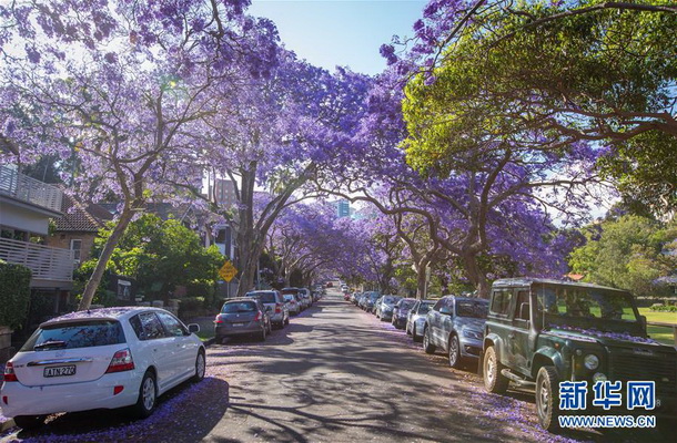 Floraison des flamboyants bleus à Sydney