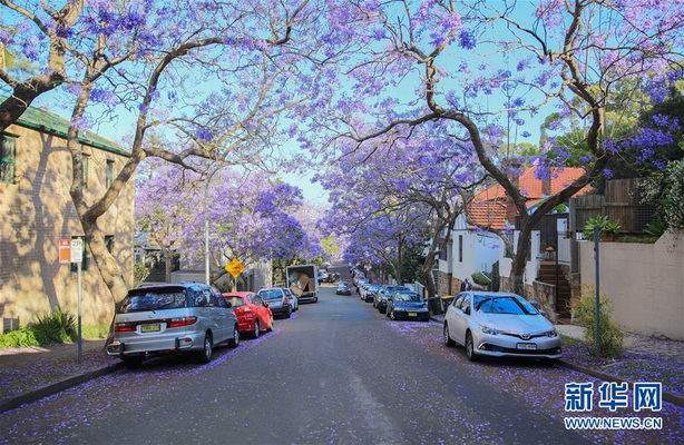 Floraison des flamboyants bleus à Sydney