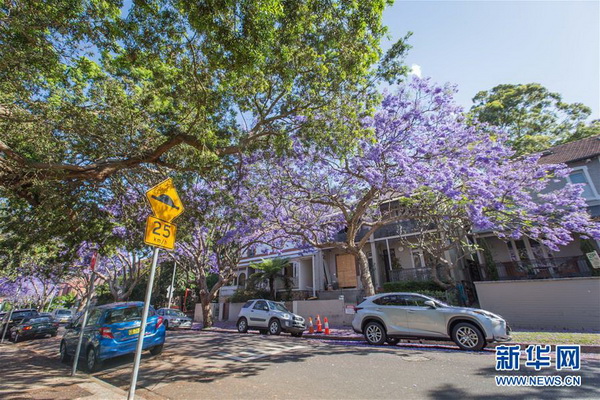 Floraison des flamboyants bleus à Sydney