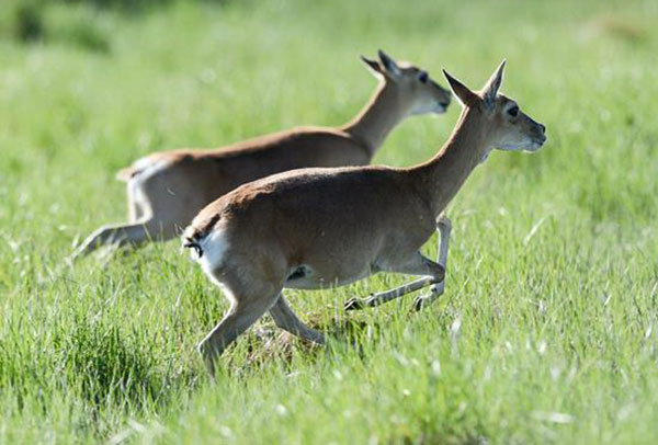 Chine : de l'espoir pour des gazelles en voie de disparition