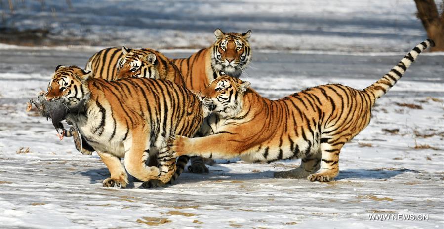 Tigres sibériens : du coq au menu à Harbin