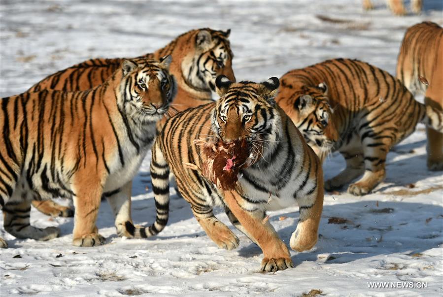 Tigres sibériens : du coq au menu à Harbin