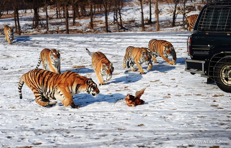 Tigres sibériens : du coq au menu à Harbin