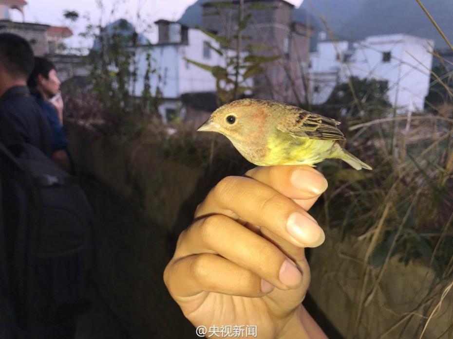 Guangxi?: 35 000 oiseaux sauvés des griffes de trafiquants