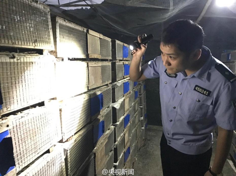 Guangxi?: 35 000 oiseaux sauvés des griffes de trafiquants