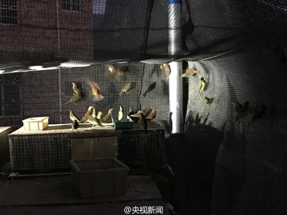 Guangxi?: 35 000 oiseaux sauvés des griffes de trafiquants