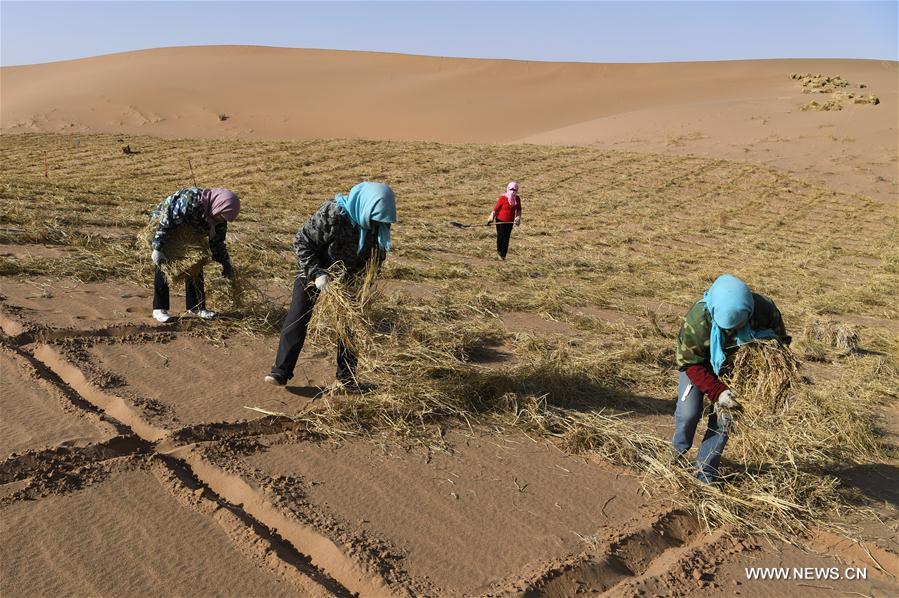 Stabilisation du sable dans un désert dans le nord-ouest de la Chine