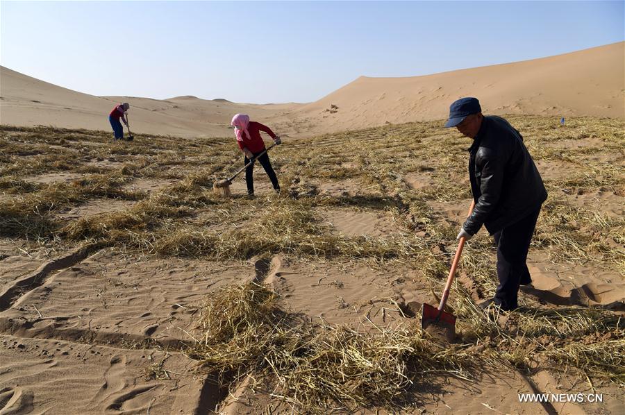 Stabilisation du sable dans un désert dans le nord-ouest de la Chine