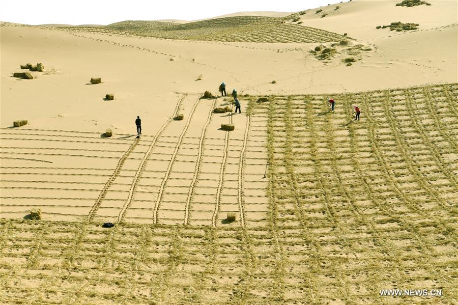 Stabilisation du sable dans un désert dans le nord-ouest de la Chine