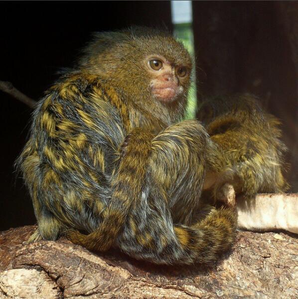 Australie : un bébé singe volé dans un zoo a pu retrouver sa mère