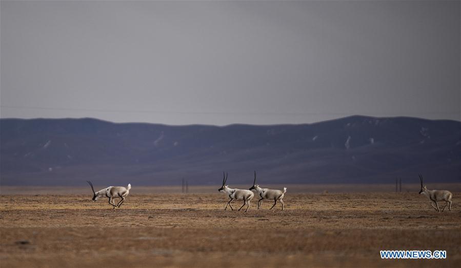 Plus d'animaux sauvages dans la réserve de Sanjiangyuan 