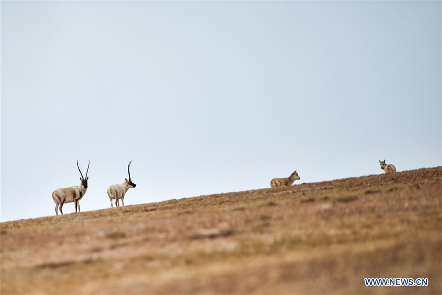 Plus d'animaux sauvages dans la réserve de Sanjiangyuan 