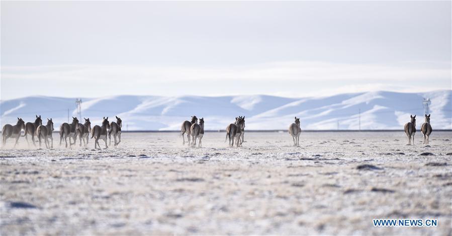 Plus d'animaux sauvages dans la réserve de Sanjiangyuan 