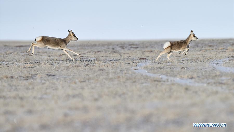 Plus d'animaux sauvages dans la réserve de Sanjiangyuan 