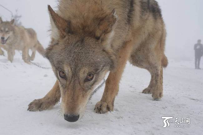 Danse avec les loups dans le Xinjiang