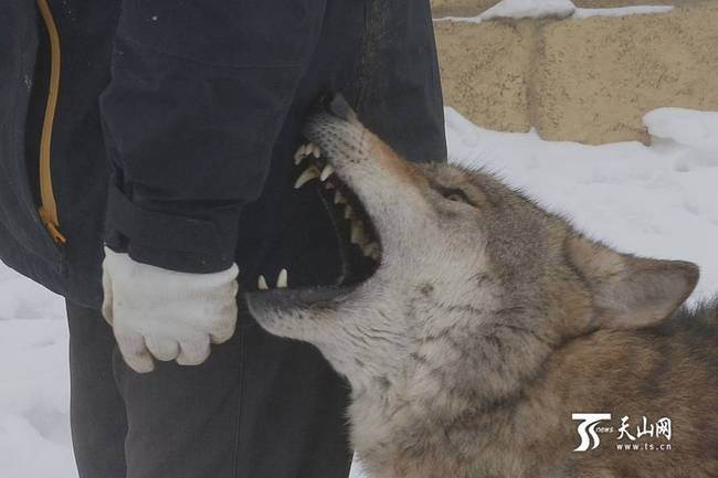 Danse avec les loups dans le Xinjiang