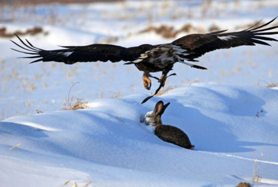 L'aigle, compagnon de chasse du peuple mandchou