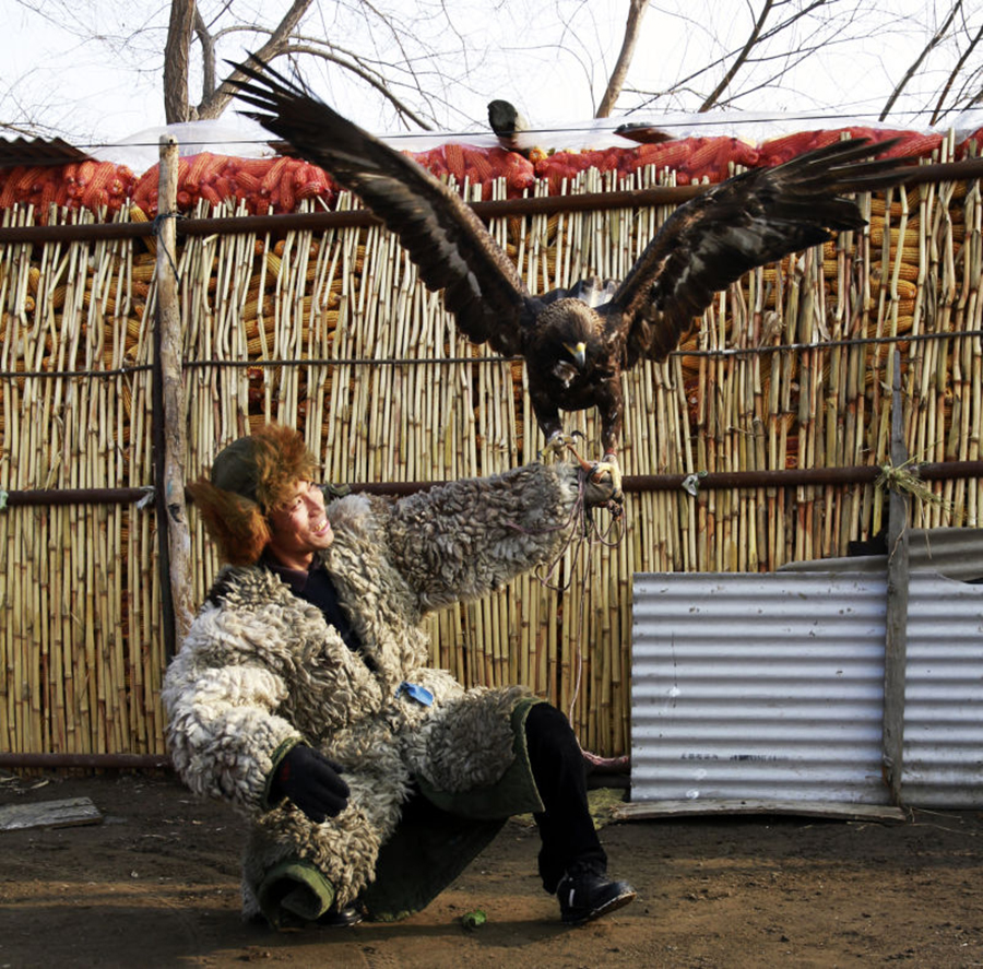 L'aigle, compagnon de chasse du peuple mandchou