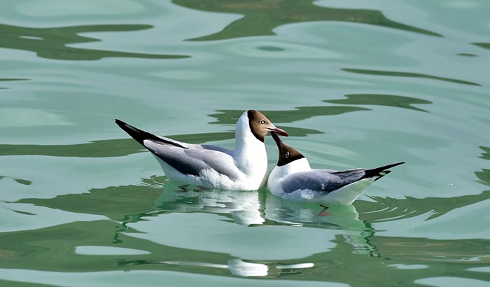 Les oiseaux migrateurs de Lhassa