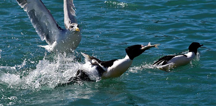 Les oiseaux migrateurs de Lhassa