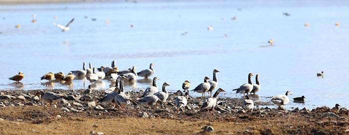 Les oiseaux migrateurs de Lhassa