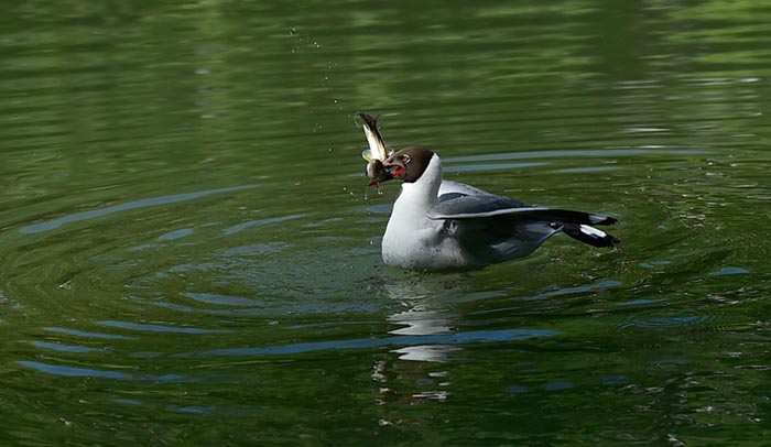 Les oiseaux migrateurs de Lhassa