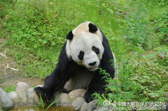 Mort à 31 ans de Pan Pan, le plus vieux panda male du monde