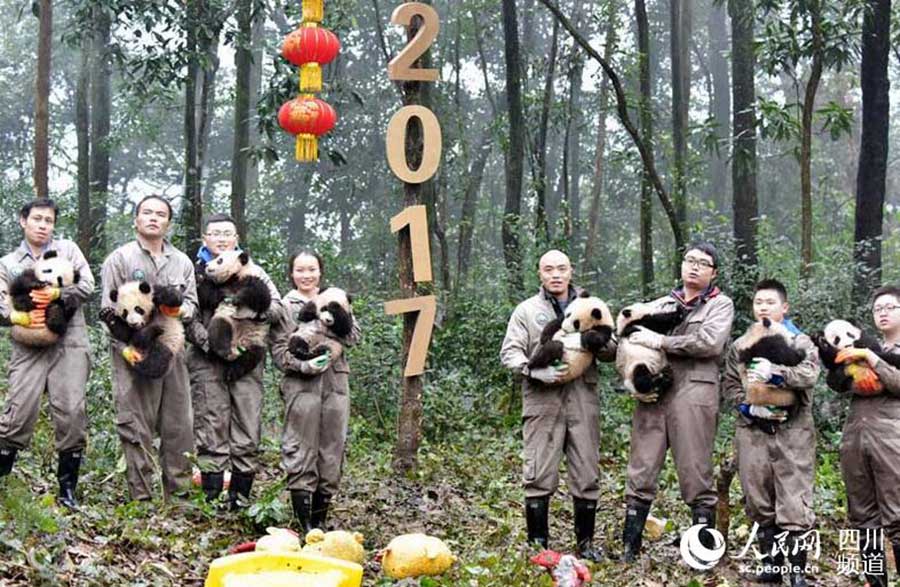 Huit bébés pandas vous souhaitent une bonne année chinoise