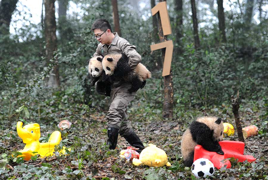 Huit bébés pandas vous souhaitent une bonne année chinoise