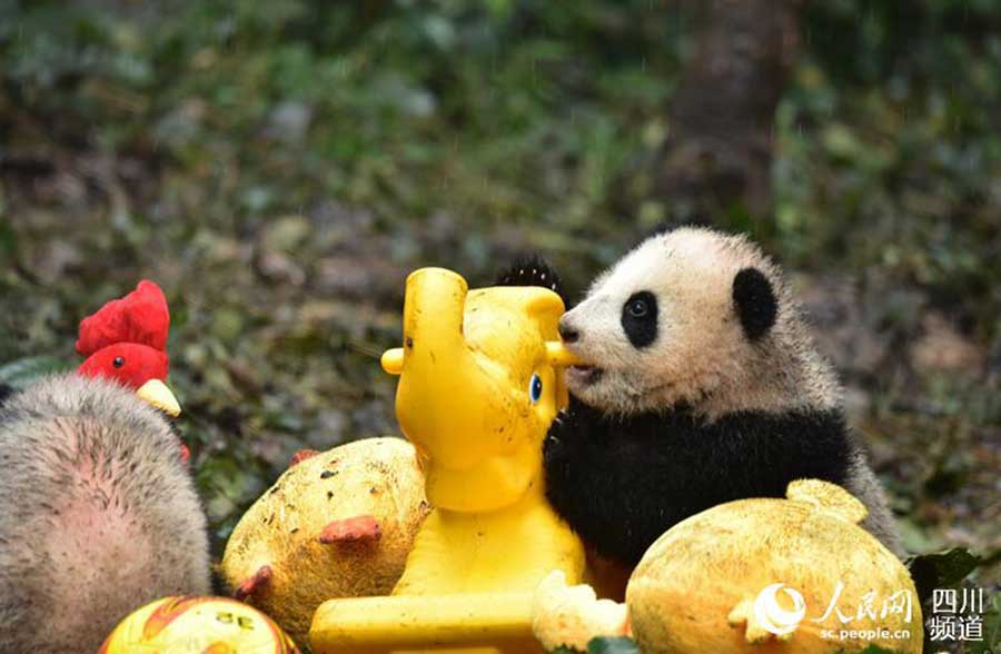 Huit bébés pandas vous souhaitent une bonne année chinoise