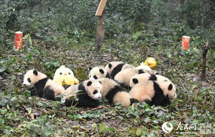 Huit bébés pandas vous souhaitent une bonne année chinoise