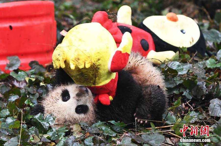 Huit bébés pandas vous souhaitent une bonne année chinoise