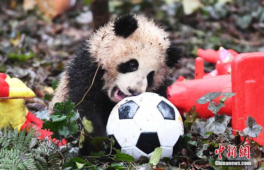 Huit bébés pandas vous souhaitent une bonne année chinoise