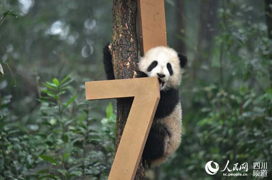 Huit bébés pandas vous souhaitent une bonne année chinoise