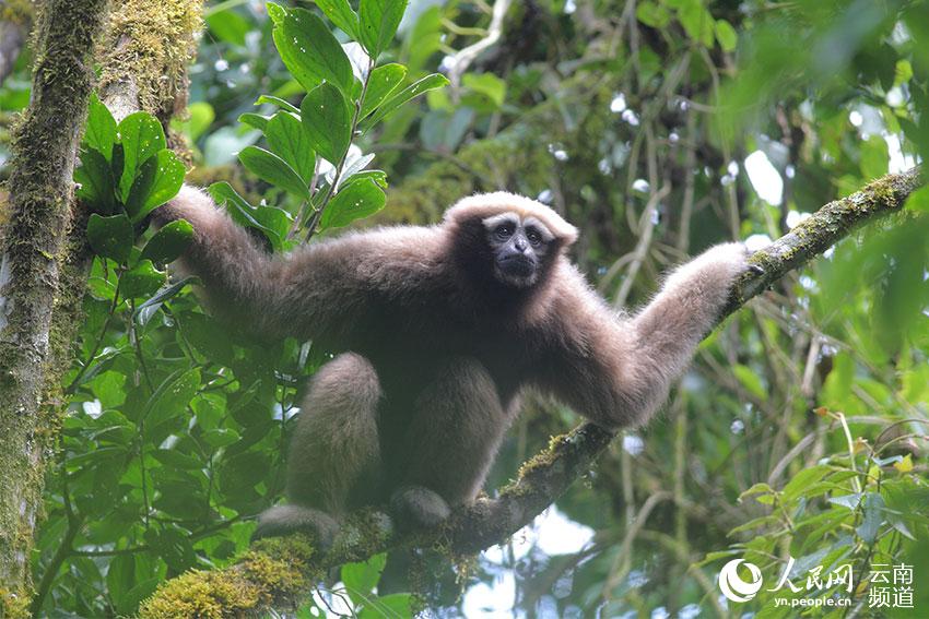 ?Skywalker? : une nouvelle espèce de singe découverte en Chine