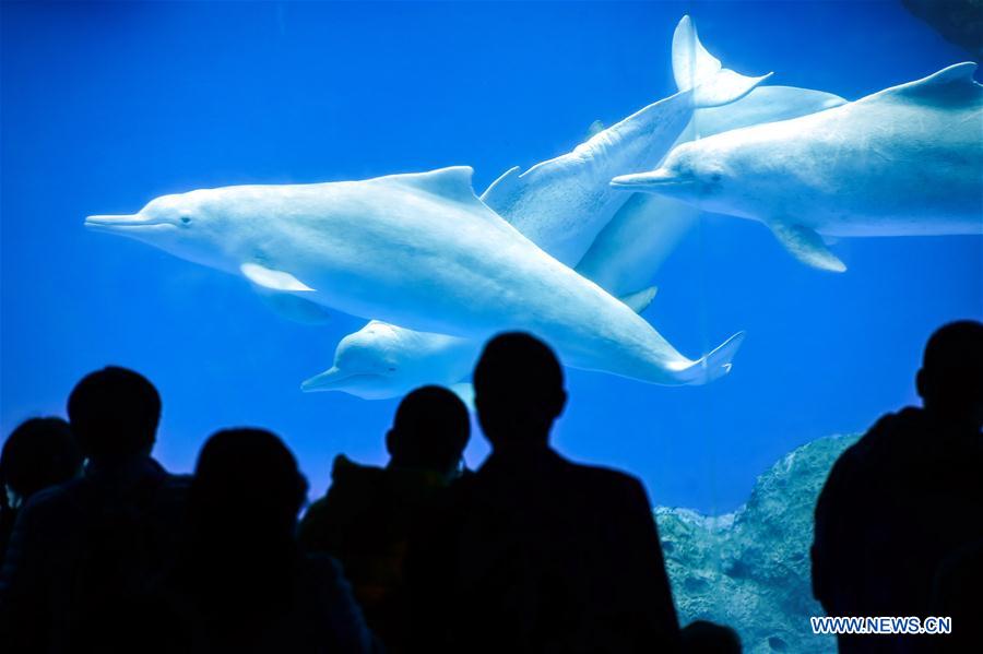 Le dauphin blanc de Chine, un animal sous protection d'Etat de première classe