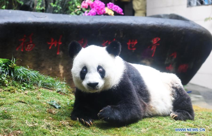 Le plus vieux panda vivant du monde en captivité fête son 37e anniversaire