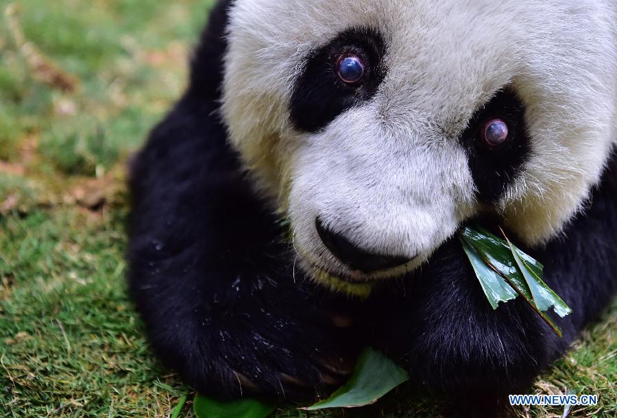 Le plus vieux panda vivant du monde en captivité fête son 37e anniversaire