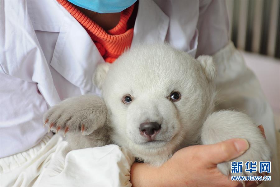 Chine: un adorable bébé ours polaire à Penglai au Shandong