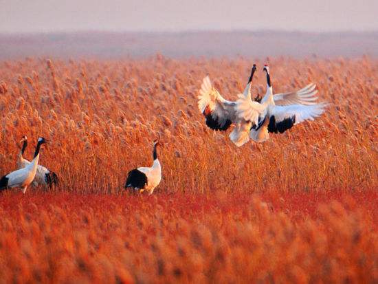 Les ? Cercles Rouges ?, plan de protection écologique de la Chine