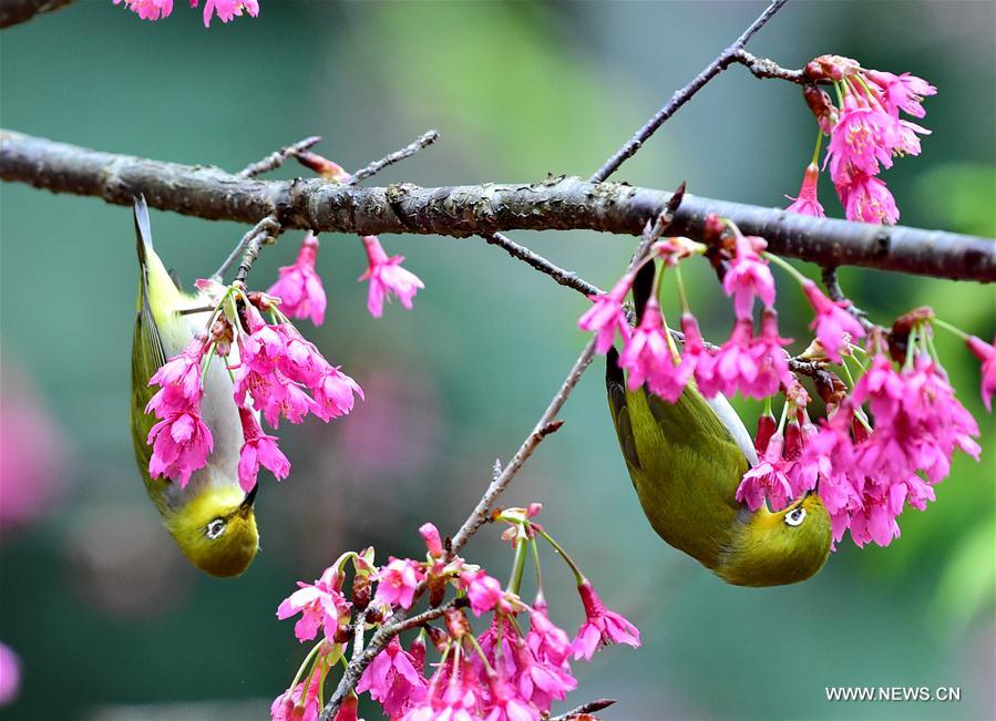 Fuzhou : quand des oiseaux butinent comme des abeilles