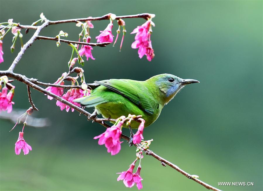 Fuzhou : quand des oiseaux butinent comme des abeilles