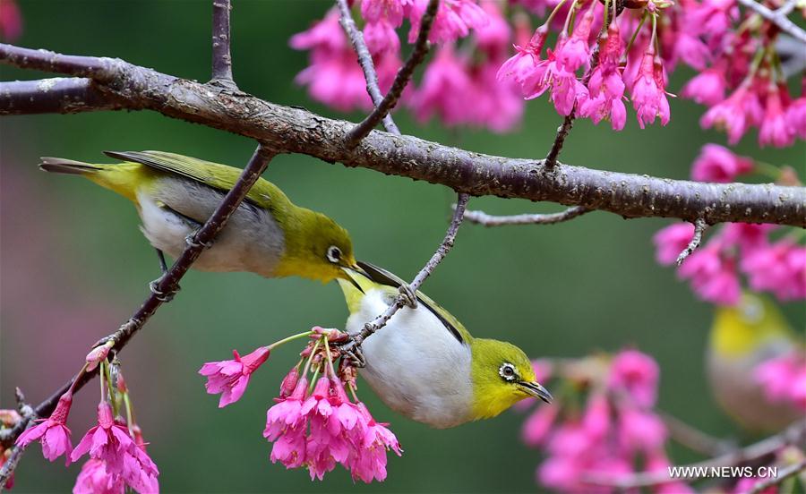 Fuzhou : quand des oiseaux butinent comme des abeilles