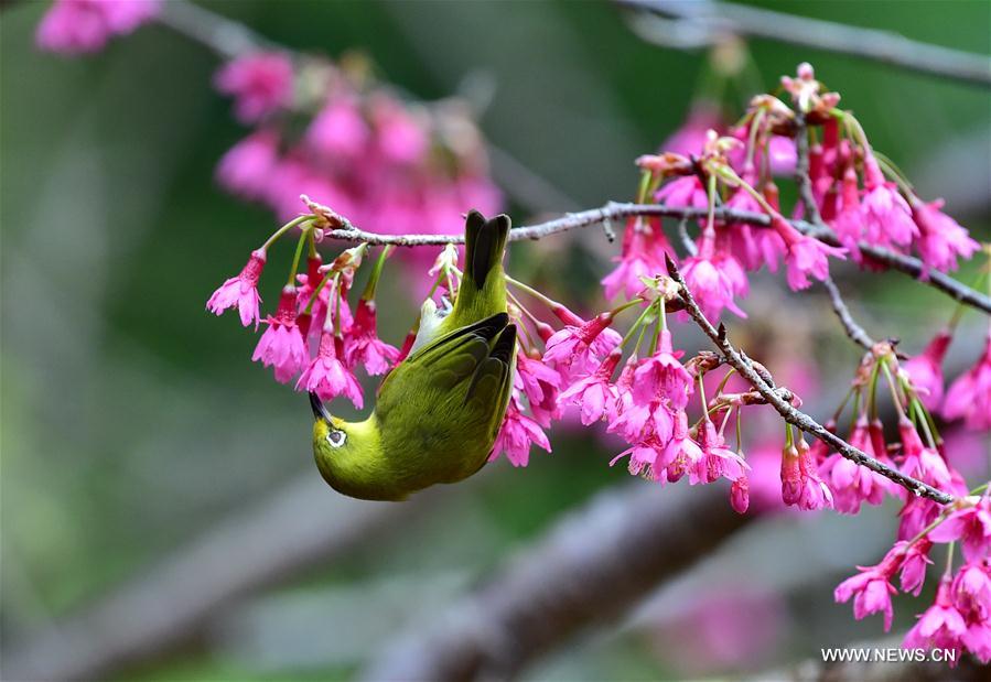 Fuzhou : quand des oiseaux butinent comme des abeilles