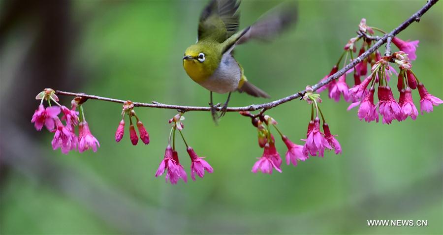 Fuzhou : quand des oiseaux butinent comme des abeilles