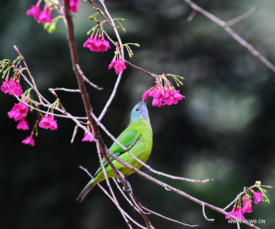 Fuzhou : quand des oiseaux butinent comme des abeilles