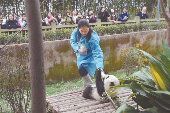 Des nounous pandas et leurs 'bébés'