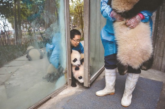 Des nounous pandas et leurs 'bébés'